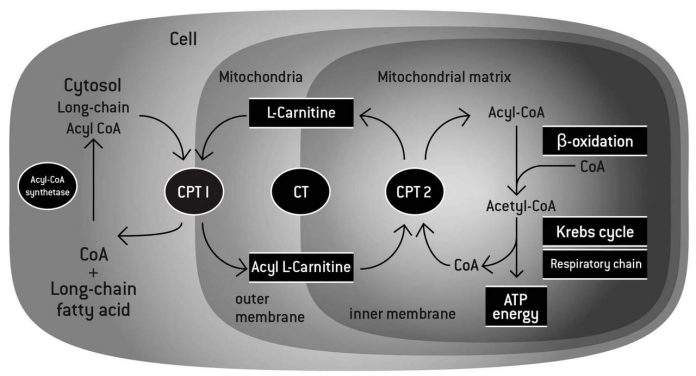 L-Carnitine