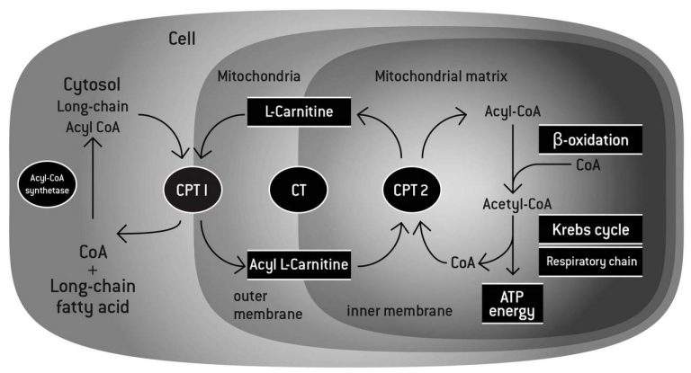 L-Carnitine